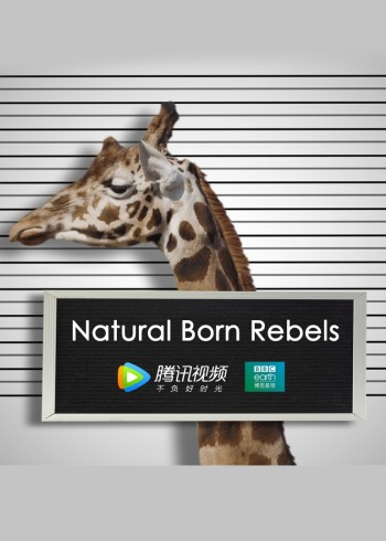 你这个坏怂英语版